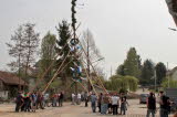 Maibaum 1