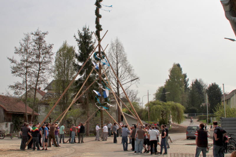 Maibaum 1